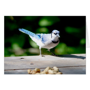 Blue Jay getting a peanut Cards