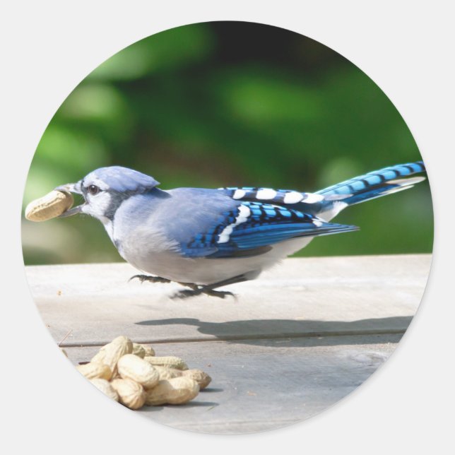 Blue Jay getting a peanut Classic Round Sticker (Front)