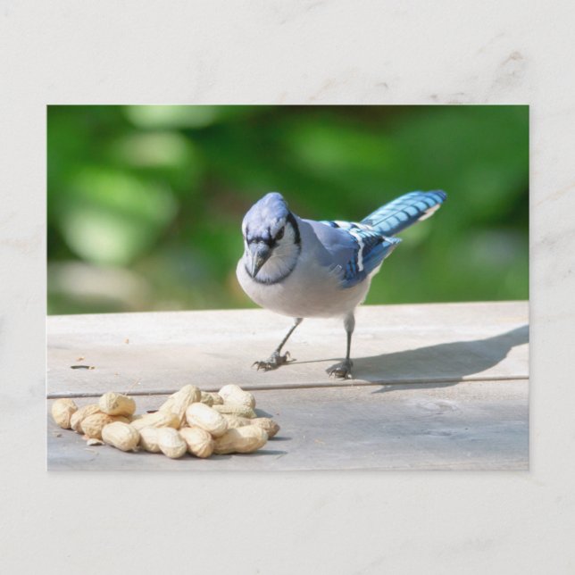 Blue Jay getting a peanut Postcard (Front)