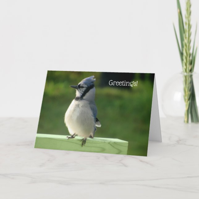Blue Jay Greeting Card (Front)