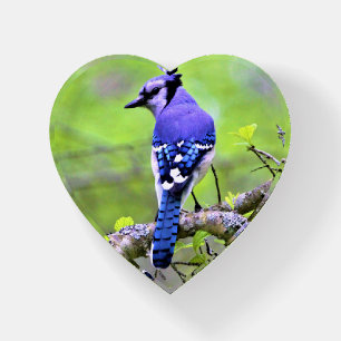 Blue Jay Heart Shaped Paperweight by Reay of Light