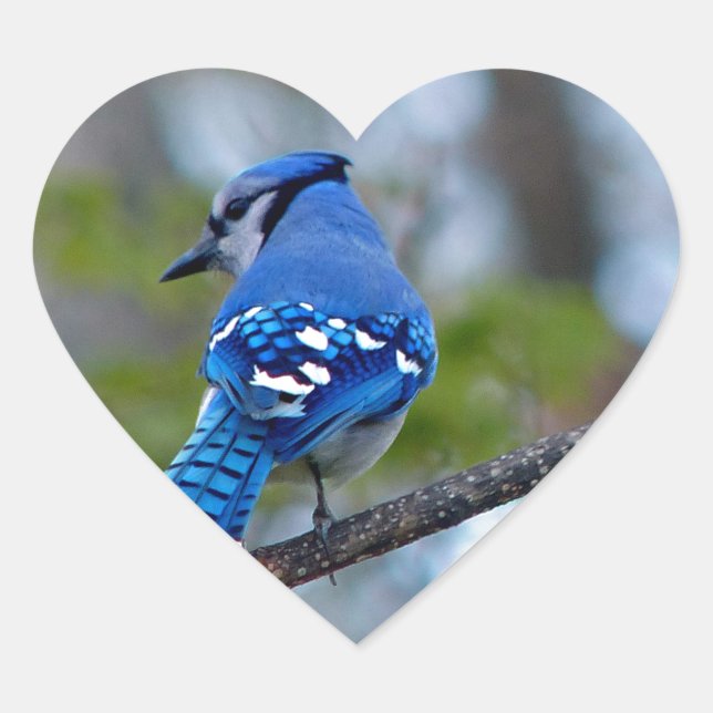 Blue Jay Heart Sticker (Front)