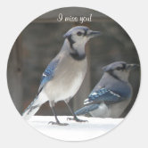 Baby Blue Jay Bird Custom-Cut Vinyl Sticker | Zazzle