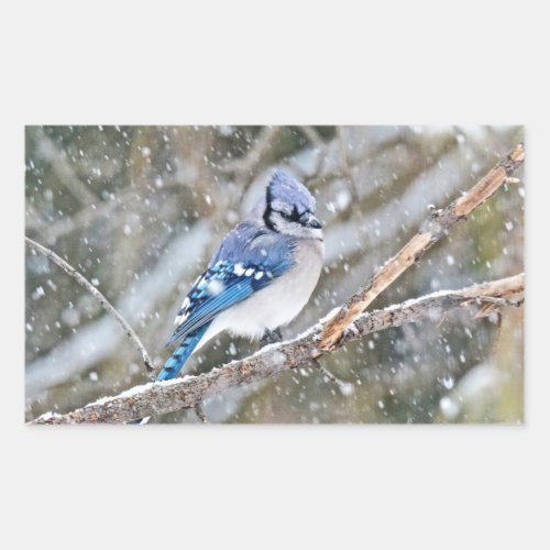 Blue Jay in a Snowstorm Rectangular Sticker