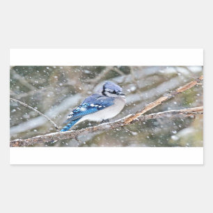 Blue Jay in a Snowstorm Rectangular Sticker