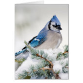 Blue Jay in Blue Atlas Cedar (Front)