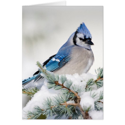 Blue Jay in Blue Atlas Cedar Cards (Front)