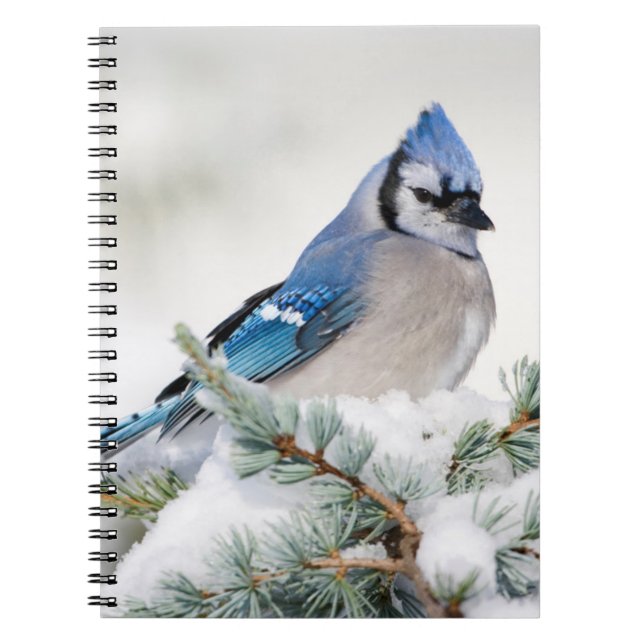 Blue Jay in Blue Atlas Cedar Notebook (Front)