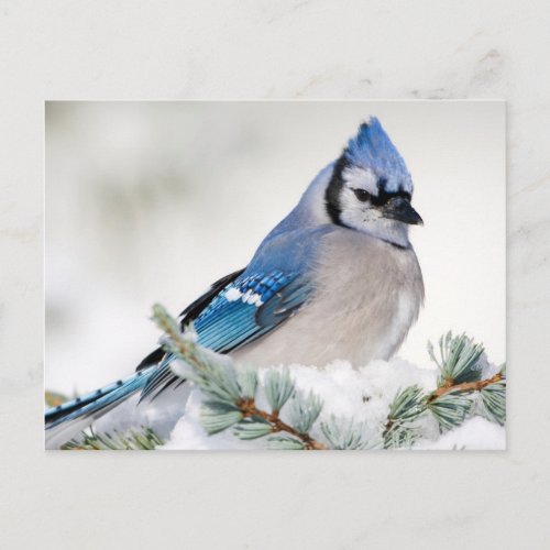 Blue Jay in Blue Atlas Cedar Postcard