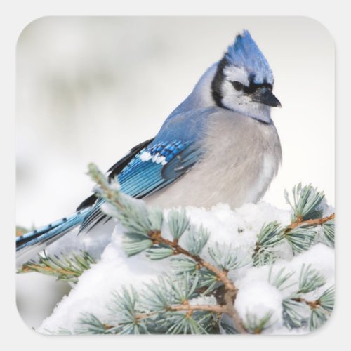 Blue Jay in Blue Atlas Cedar Square Sticker