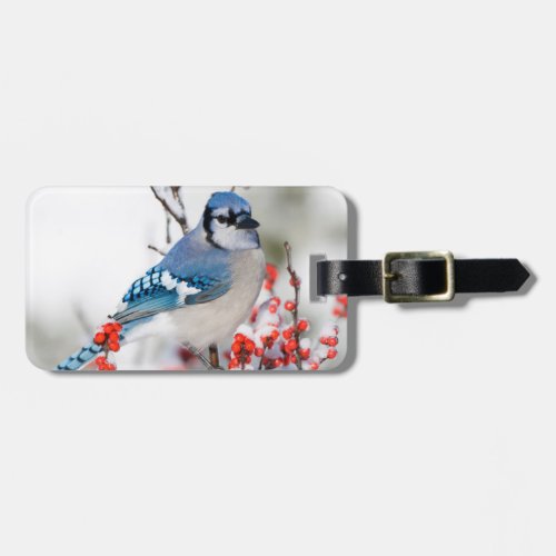 Blue Jay in Common Winterberry Luggage Tag
