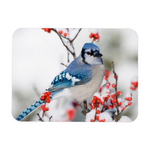 Blue Jay in Common Winterberry Magnet