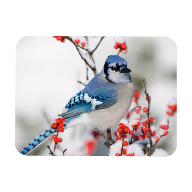 Blue Jay in Common Winterberry Magnet (Horizontal)