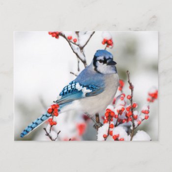Blue Jay In Common Winterberry Postcard by theworldofanimals at Zazzle