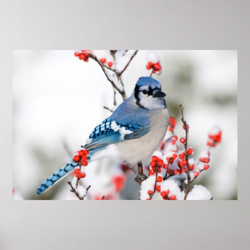 Blue Jay in Common Winterberry Poster