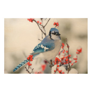 Bluejay Drawing Poster for Sale by corinthiansgirl