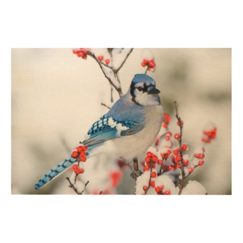 Blue Jay in Common Winterberry Wood Wall Decor