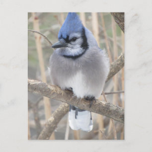 Blue Jay in Elliot Lake Postcard