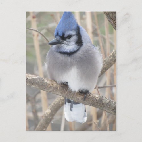 Blue Jay in Elliot Lake Postcard