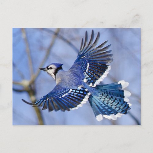 Blue Jay in Flight Postcard