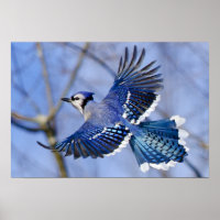 Baby Blue Jay Bird Wrapped Canvas Print | Zazzle