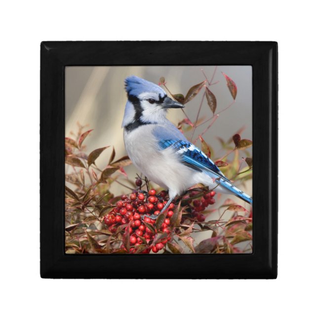 Blue Jay in Nandina Heavenly Bamboo Jewelry Box (Front)