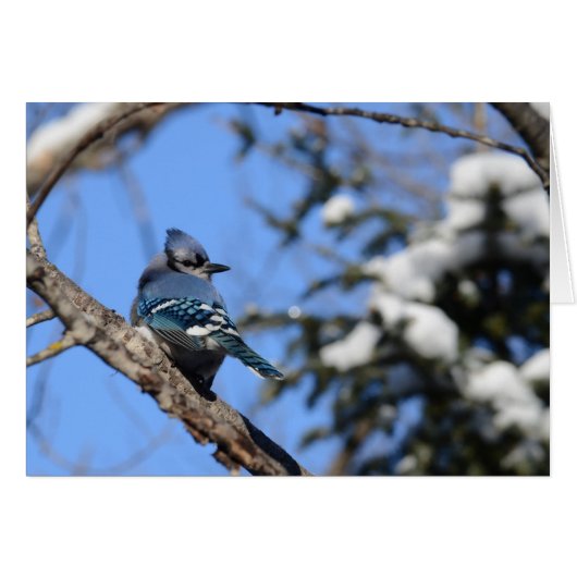 Blue Jay in Snow Cards (Front Horizontal)