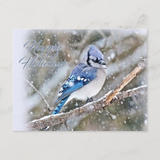 Blue Jay in Snow Christmas Holiday | Zazzle.com