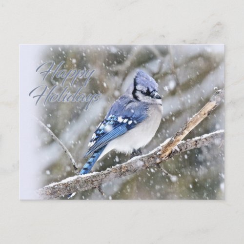 Blue Jay in Snow Christmas Holiday