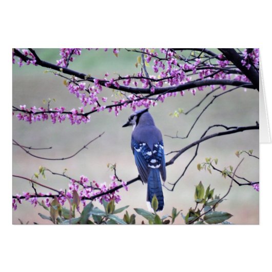 Blue Jay in Spring Cards (Front Horizontal)