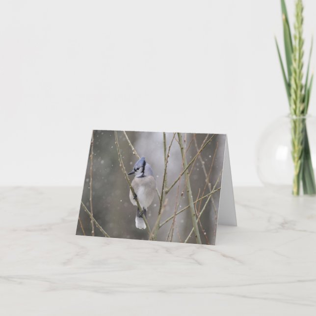Blue Jay in the Snow Card (Front)