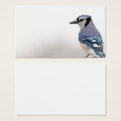 Blue Jay in Winter (Front & Back)