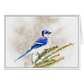 Blue Jay in Winter (Front Horizontal)