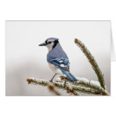 Blue Jay in Winter (Front Horizontal)
