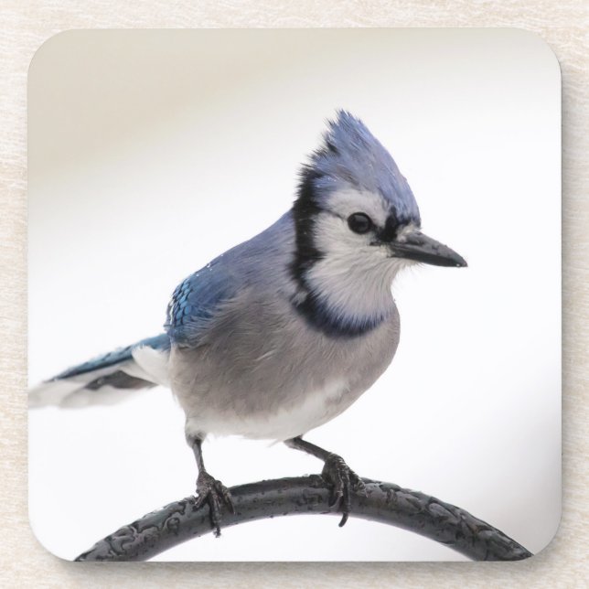 Blue Jay in Winter Beverage Coaster (Front)
