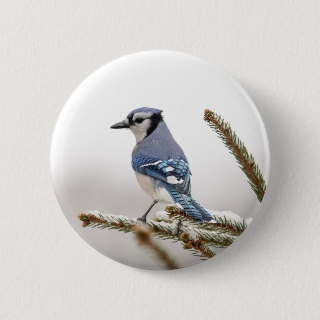 Blue Jay in Winter Button (Front)