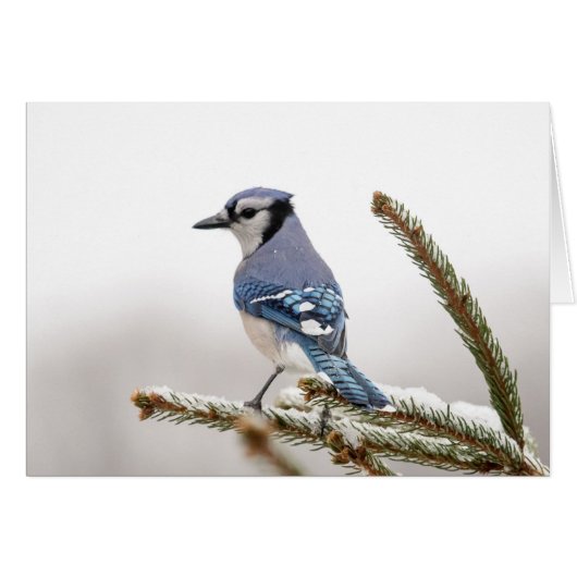 Blue Jay in Winter Cards (Front Horizontal)