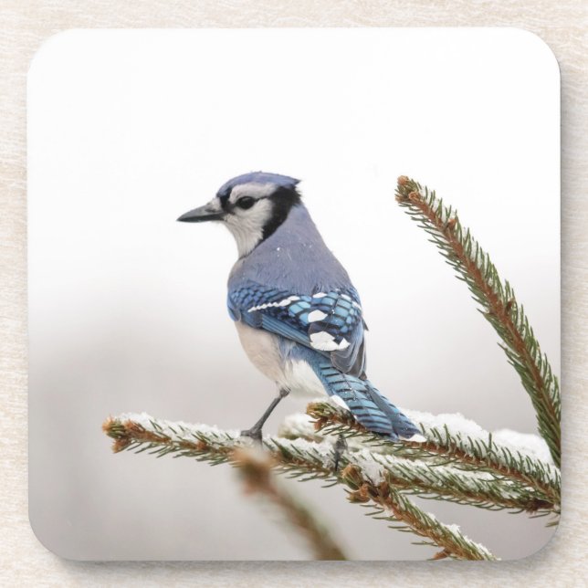 Blue Jay in Winter Coaster (Front)