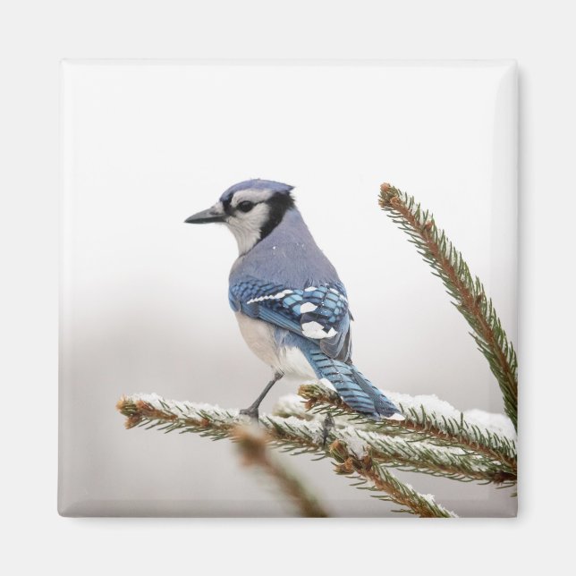 Blue Jay in Winter Magnet (Front)