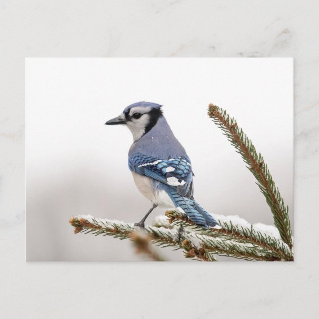 Blue Jay in Winter Postcard (Front)