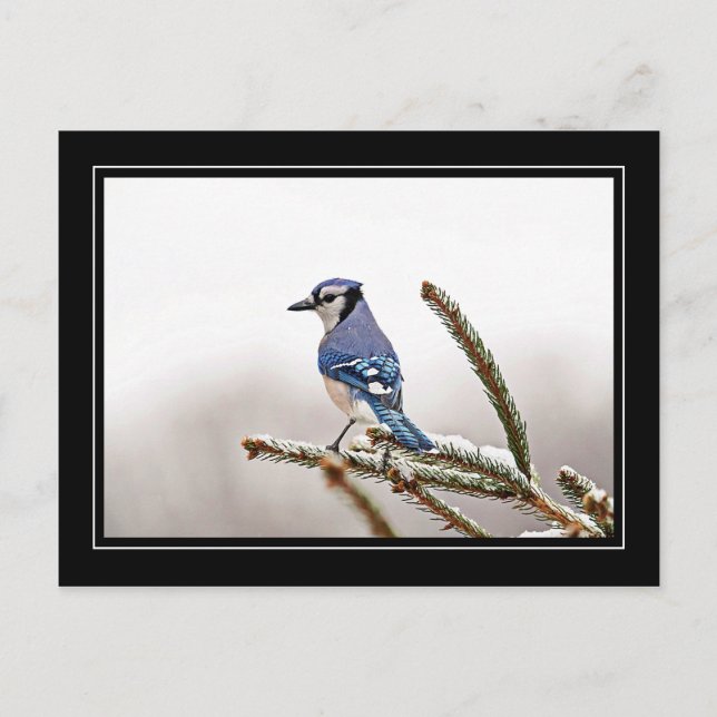 Blue Jay in Winter Postcard (Front)
