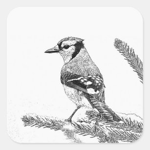 Black and White Blue Jay Sticker for Sale by Pencil-Art