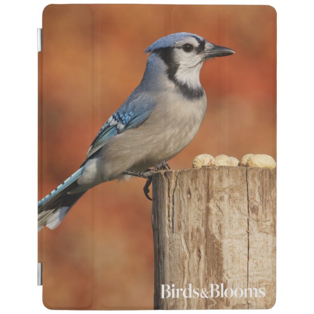 Blue Jay iPad Smart Cover (Front)