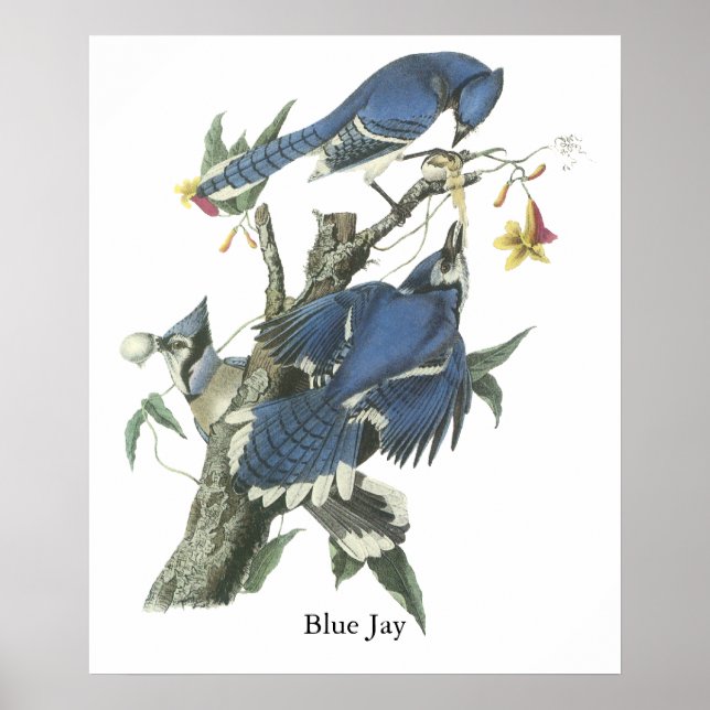 Blue Jay, John Audubon Poster (Front)