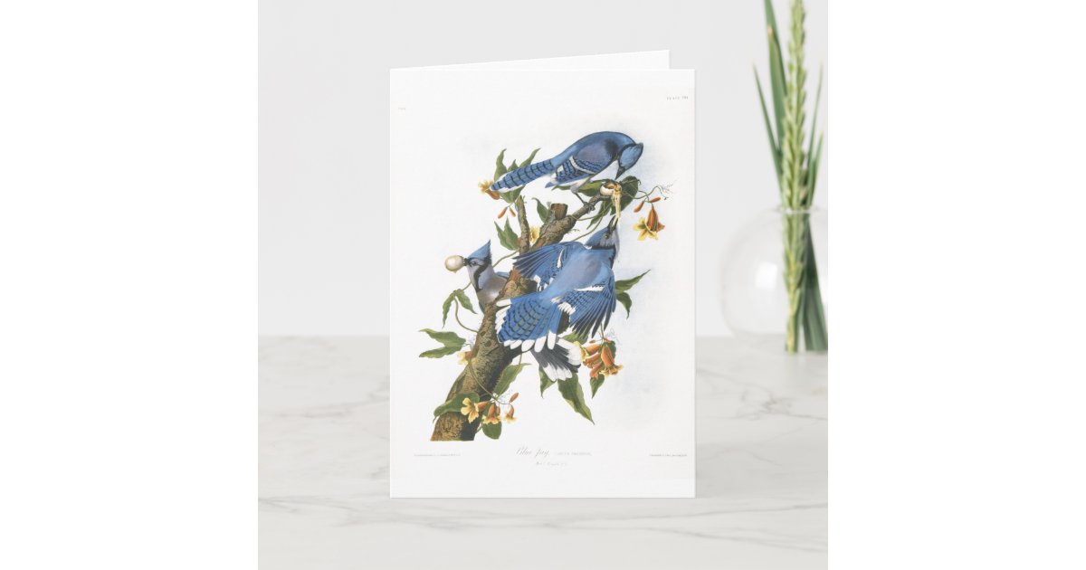 Blue Jay, John James Audubon Card | Zazzle