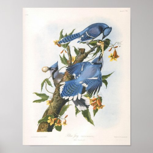 Blue Jay John James Audubon Fine Art Poster