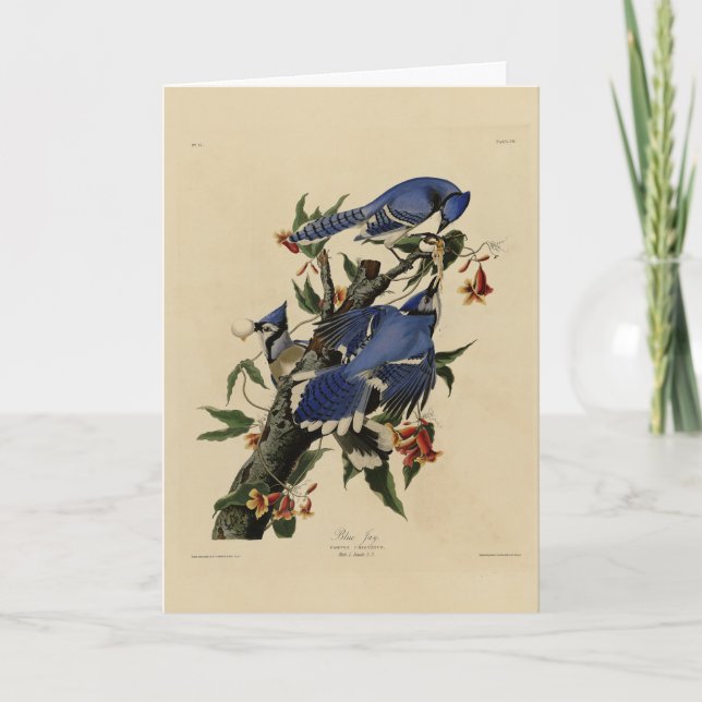 Blue Jay - John James Audubon's Birds of America Card (Front)