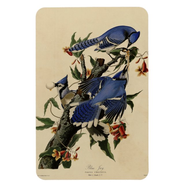 Blue Jay - John James Audubon's Birds of America Magnet (Vertical)