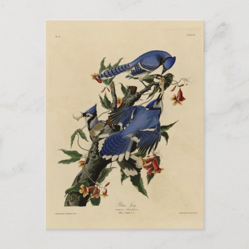 Blue Jay _ John James Audubons Birds of America Postcard