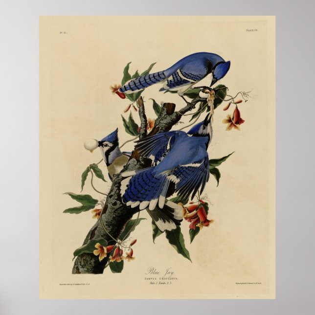 Blue Jay - John James Audubon's Birds of America Poster (Front)